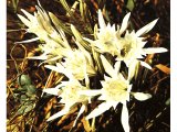 The Pancratium maritimum or sea daffodil, which grows in the sand on the shore.